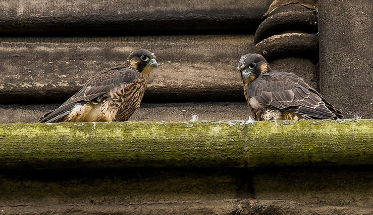 Two young peregrine falcons on St George's Church tower in Chorley, Lancashire