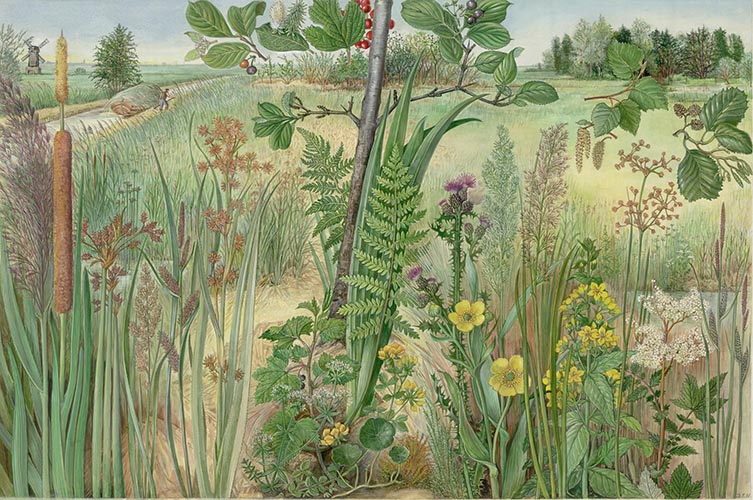 Barbara Nicholson Fens habitat illustration