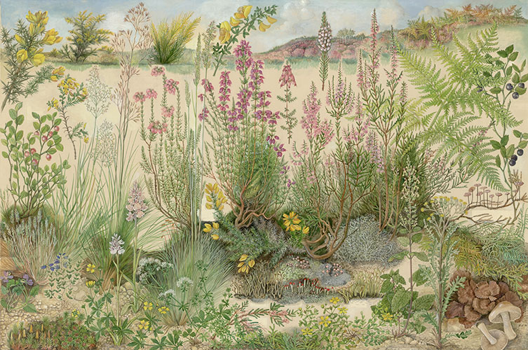 Barbara Nicholson illustration of heathland habitat