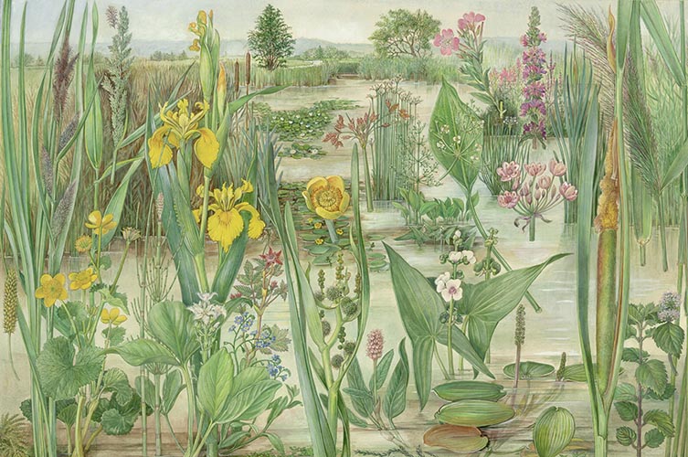Barbara Nicholson wetland habitat plants illustration