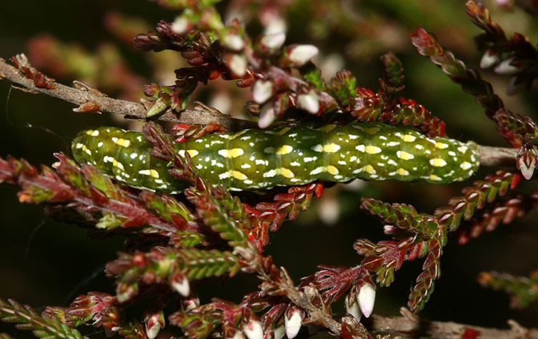 A dark green caterpillar with a pattern of small white and yellow-and-white blobs all over its body