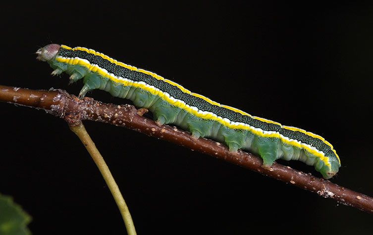 A dark-green caterpillar with thin yellow and broader dark-grey stripes along its body and a pinkish-brown head