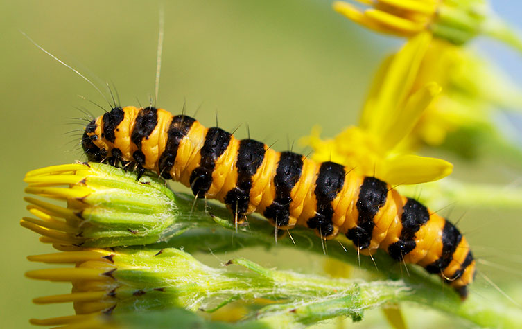 A yellow- and black-striped caterpillar, which has some hairs, on a plant with yellow flowers