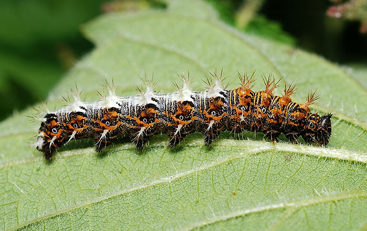 A black caterpillar with spiky hairs on its back and multiple orange, twisted stripes - much of its back looks like a white bird dropping