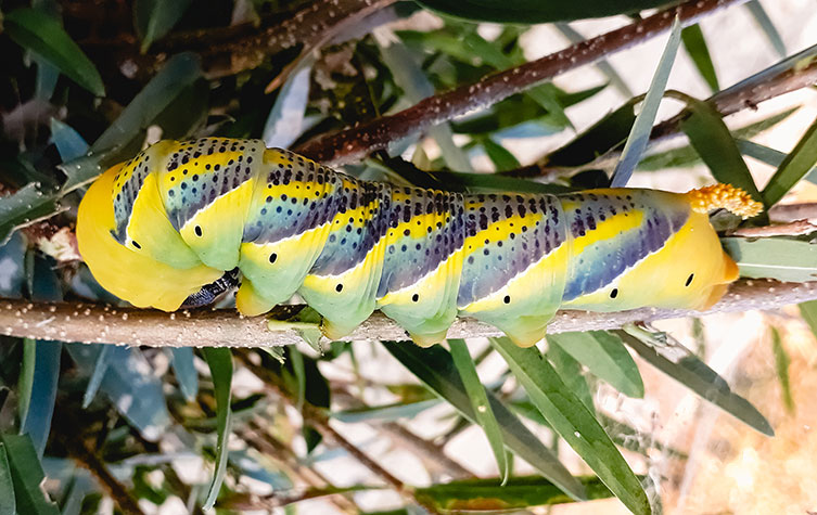 A chunky looking yellow caterpillar that has a mixture of pale green areas, bluish-purple diagonal stripes with lots of tiny black dots, an additional black spot per segment and what looks like a little yellow tail