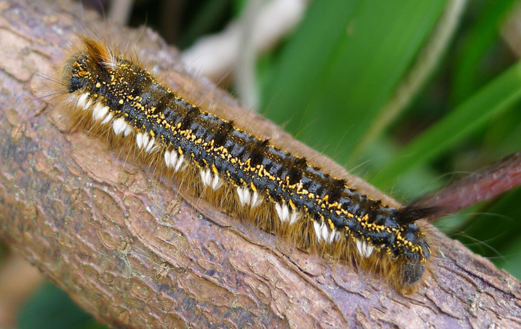 A grey caterpillar that has golden speckles and tufts of white hairs along its sides as well as being covered in brown hairs