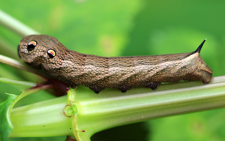 Side view of a brownish caterpillar with two very noticeable eyespots and what looks like a little pointed black tail