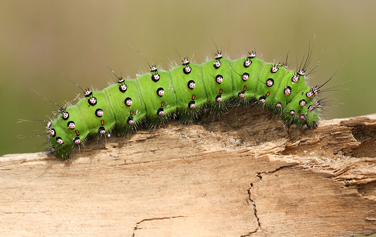 A vivid green caterpillar with about 12 segments that have multiple black-circled white bumps with hairs growing out of them