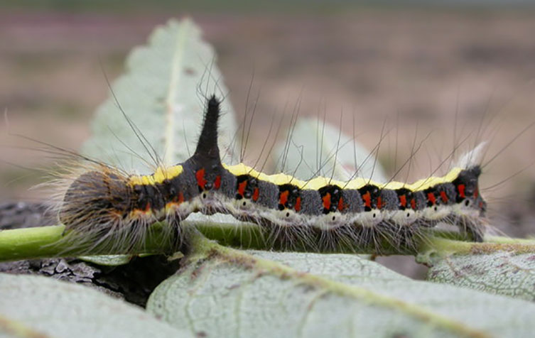 A quite hairy grey caterpillar with a white stripe along its side under pairs of red dashes, a pale yellow stripe along its back and a tall black hump close to its head