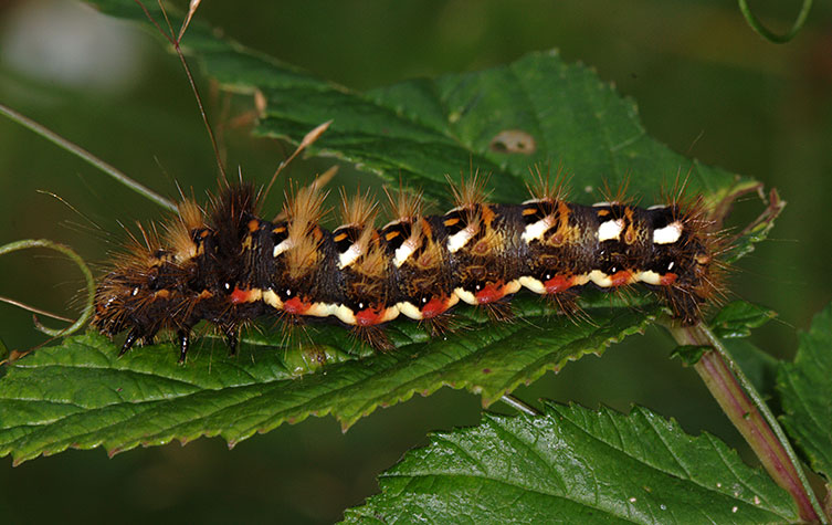 A dark-brown caterpillar with red spots and white dashes along its side, orange dots and more white dashes along its back and tufts of long brown hairs