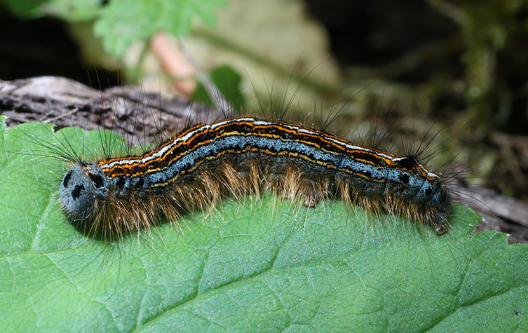 A very hairy caterpillar with a greyish-blue face, two false eyes and orange, black, white and greyish-blue stripes along its body