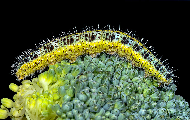A yellow and pale green caterpillar with lots of irregular-shaped black blobs and white hairs, which is on a broccoli head