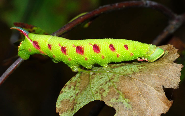 A lime-green caterpillar with reddish-pink streaks along its side and a pink-and-bluish horn-like projection at its tail end
