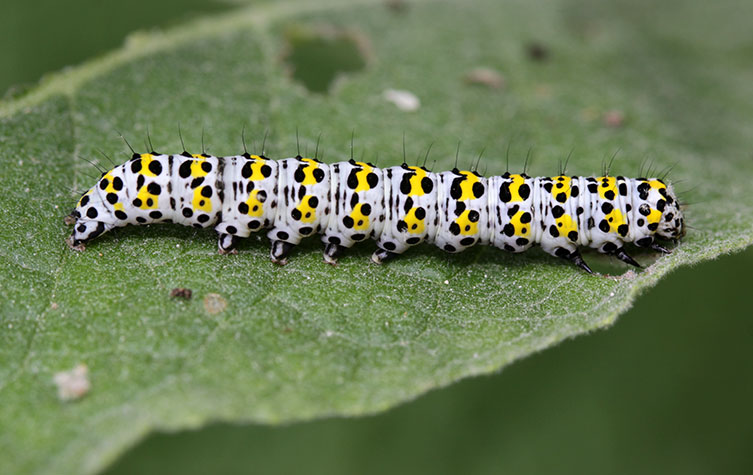 A white caterpillar that has big yellow blobs and smaller black dots on each segment, plus some black hairs