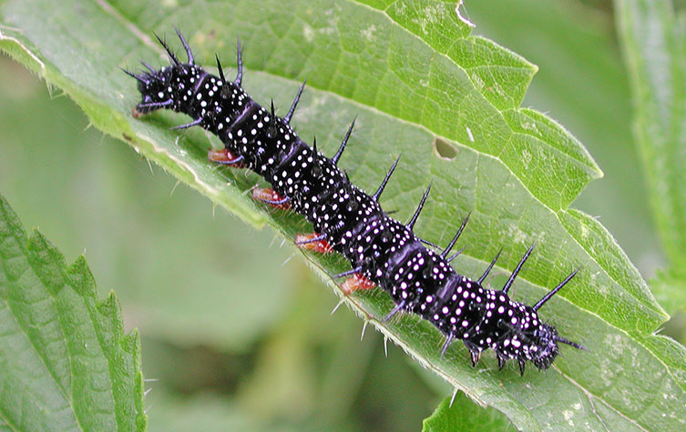 A black caterpillar with tiny white spots, lots of black spikes and four red prolegs visible