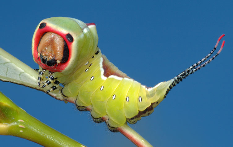 A chunky green caterpillar that has a red face and two false eyes, a brown, white-bordered saddle and two long, black-and-white tails with red tips