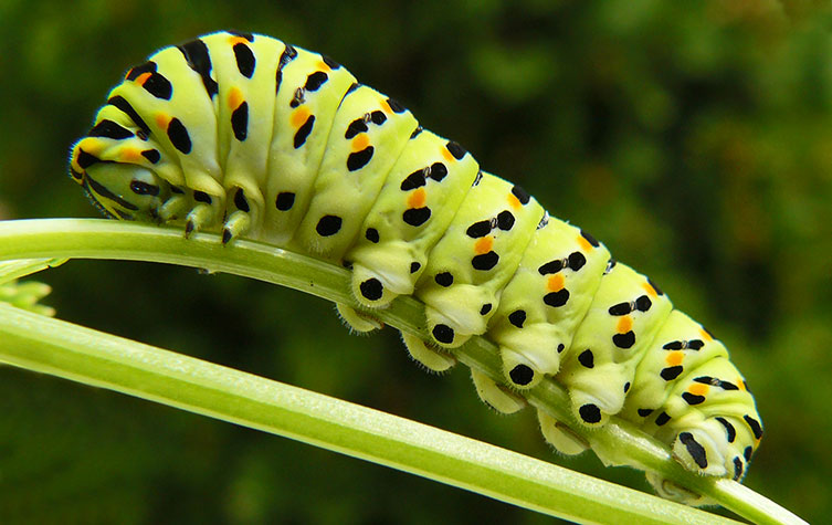 A lime-green caterpillar with a mixture of black and orange dots and blobs around its body segments