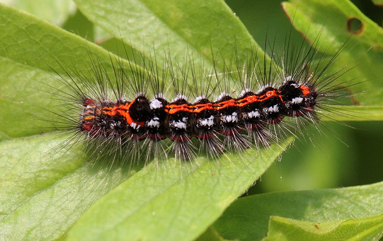 A black caterpillar with two orange stripes running down its back, multiple white patches either side and lots of very long hairs