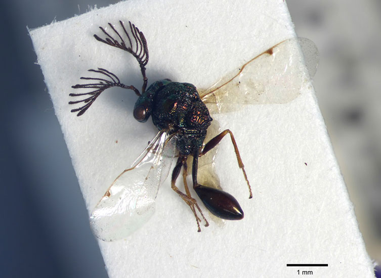 Magnified image of iridescent black Chalcura volusus specimen with feathery antenna