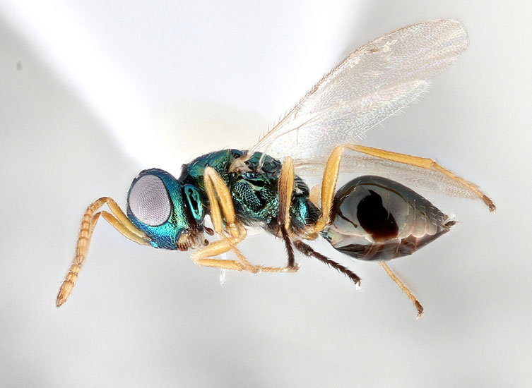 Magnified image of metallic green Cyrtogaster vulgaris specimen with a shiny brown abdomen and pale legs