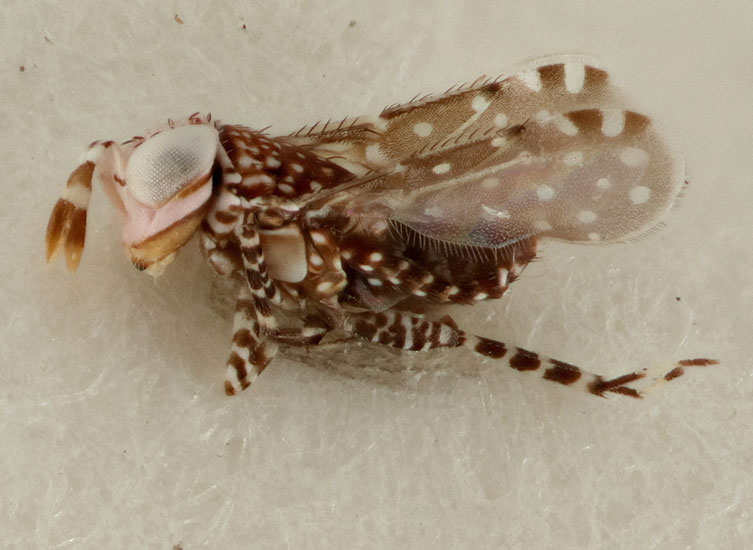 Magnified image of spotty and striped Marietta marchali specimen