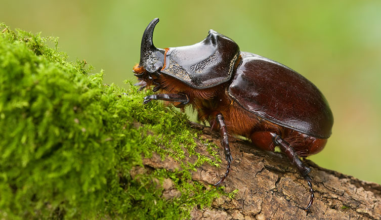 A European rhinoceros beetle
