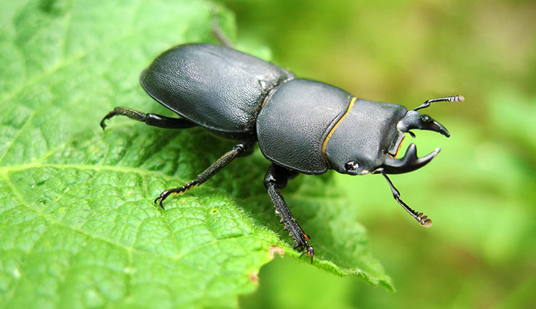 A lesser stag beetle on a leaf