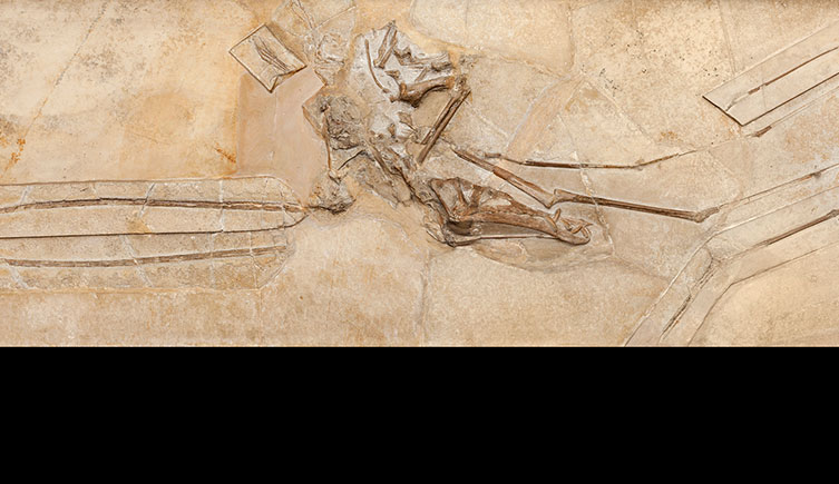 Rhamphorynchus longiceps pterosaur