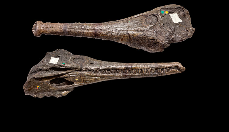 Steneosaurus brevior