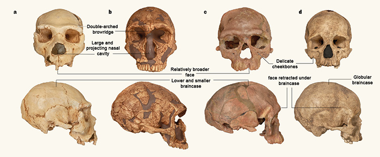 irhoud-skull-comparison-news-two-column.jpg