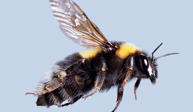 Bumblebee mid-flight