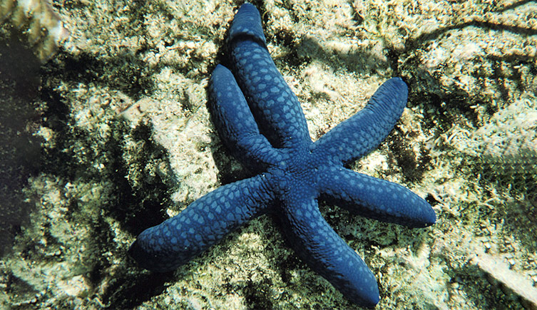 <p>Blue morph of&nbsp;<i>Linckia laevigata</i>, Great Barrier Reef, Australia. © Suzanne Williams</p>
