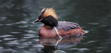 Slavonian grebe duck