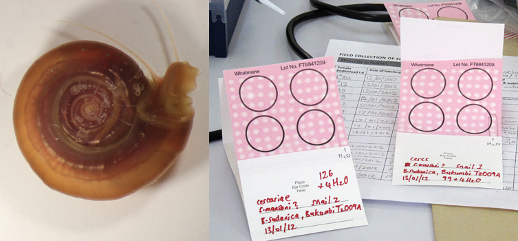 An aquatic snail and DNA storage cards