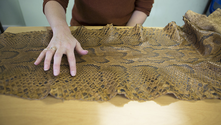 Hand touching snake skin on a table