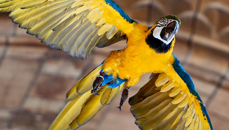 Yellow and blue macaw with its wings spread