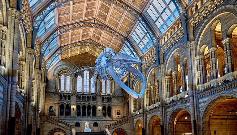 Hope the Whale hanging in Hintze Hall