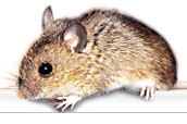 (Wood mouse, Apodemus sylvaticus) The front incisors of mice never stop growing, a trait shared by all rodents from the tiniest mouse to the largest capybara.