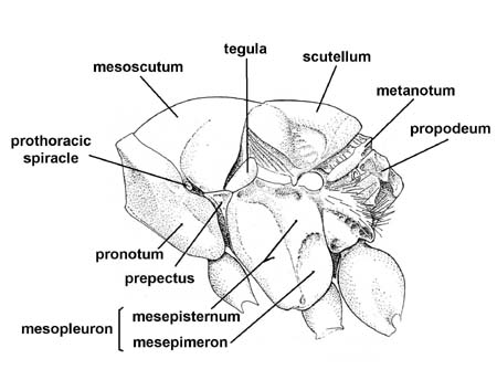 Thorax - side view