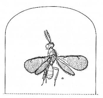 Specimen mounted on card rectangle so that face, mandibles and ventral surfaces of thorax and gaster are exposed.