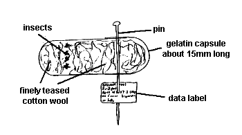 Storing microhymenoptera in a gelatin capsule