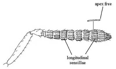 Longitudinal sensillae (multiporous-plate sensillae) on antenna
