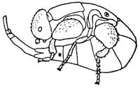 Blastophaga psenes - Male