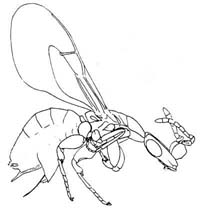 Blastophaga sp. - Female