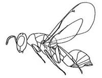 Austrotoxeuma kuscheli