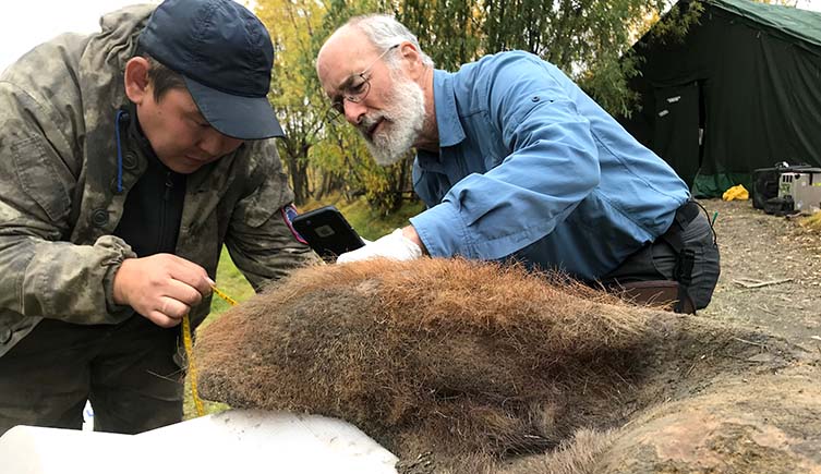 A man in a cap takes a sample of mammoth tissue with a scalpel while another with a beard photographs it on his phone.