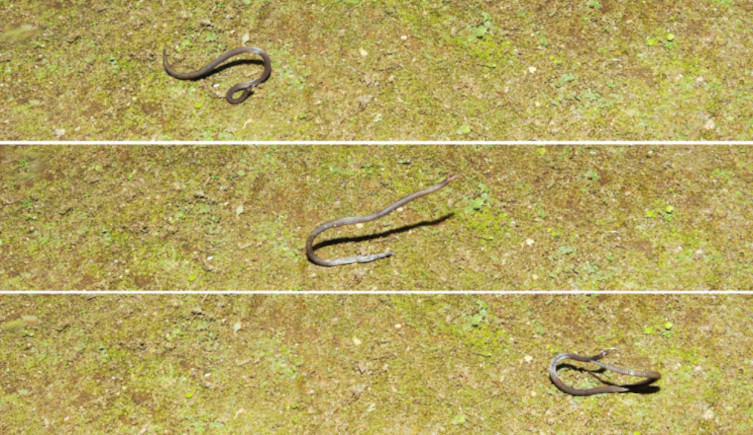 Three photographs of the dwarf reed snake at different stages of the cartwheel.