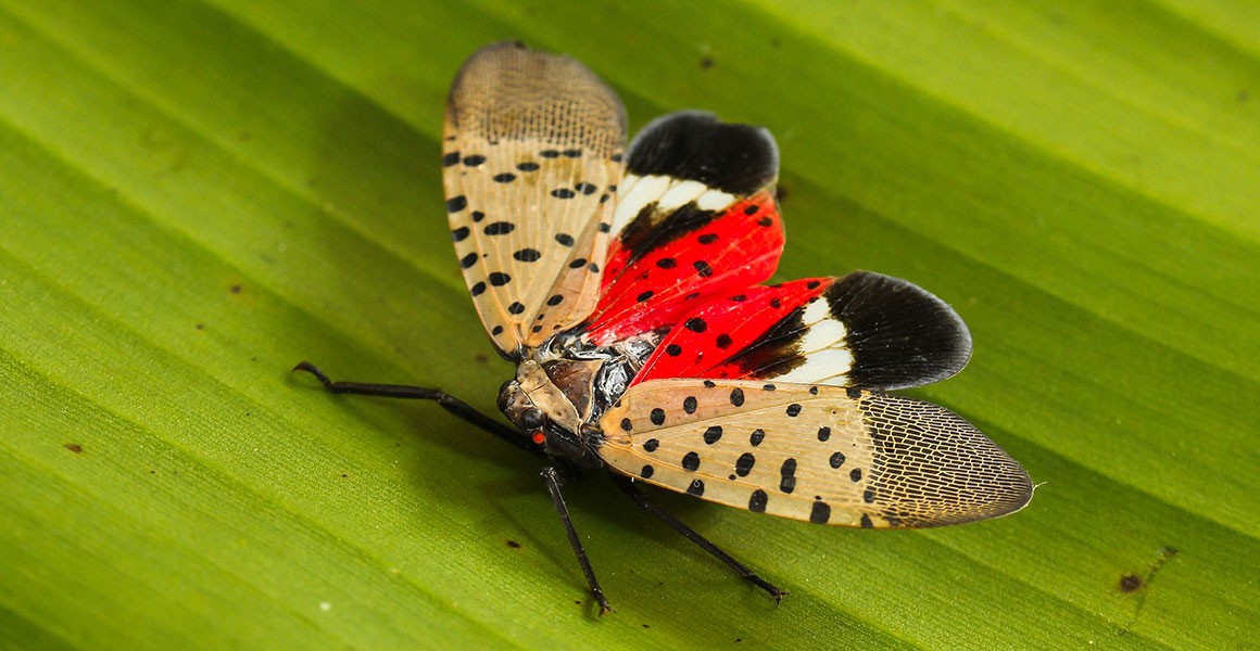 What's so bad about the spotted lanternfly? | Natural History Museum