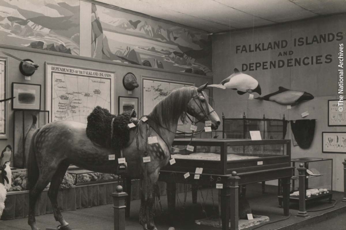 A photograph from the Falkland Islands Pavilion, showing a horse with the suspended casts of a Commerson's dolphin behind it