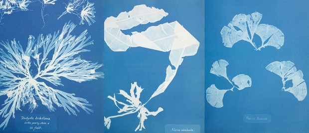 A simple process one can do while social distancing inspired by the  cyanotypes of Anna Atkins